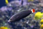 Redtail wrasse