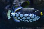 Clown triggerfish