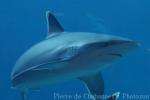 Silvertip shark