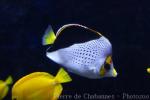 Hawaiian butterflyfish