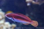 Laboute's wrasse