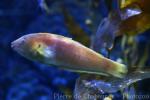 Western king wrasse