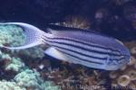 Blackstriped angelfish