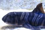 Zebra bullhead shark