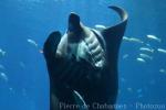 Reef manta ray