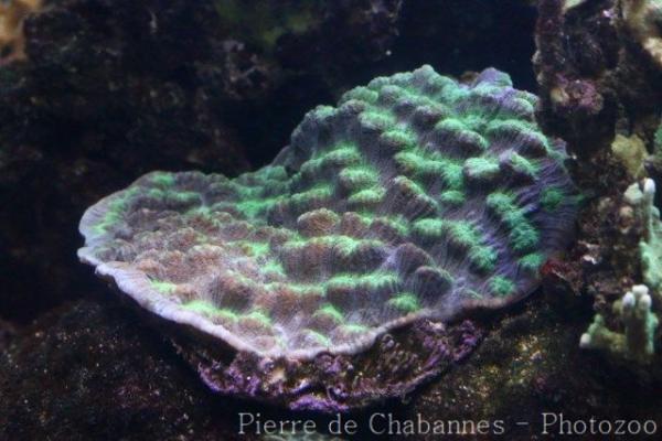 Chinese lettuce coral