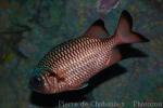 Shadowfin soldierfish