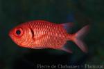 Brick soldierfish