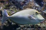 Bluespine unicornfish