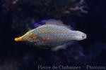 Harlequin filefish