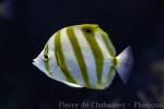 Sixspine butterflyfish