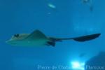 Broad cowtail ray