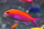 Bicolor anthias