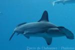 Scalloped hammerhead