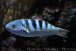 Sixbar wrasse