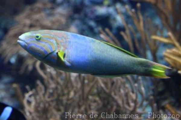 Yellow-brown wrasse