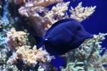 Longnose surgeonfish