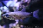 Wolf cardinalfish