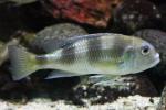 Golden tanganyika cichlid