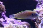 Kuiter's leopard wrasse