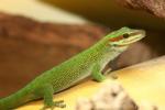 Madagascar day gecko