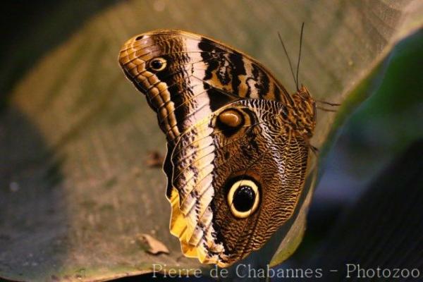 Yellow-edged giant owl butterfly