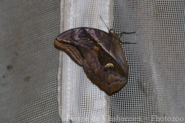 Split-spotted owl-butterfly