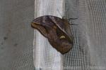 Split-spotted owl-butterfly