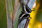 Constantine's swallowtail