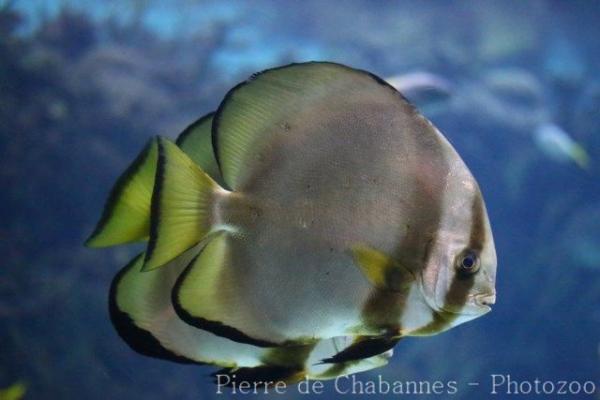 Orbicular batfish