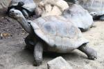 Galapagos giant tortoise