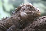 Lesser Antillean iguana