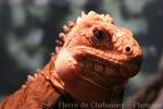 Lesser Antillean iguana