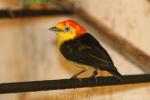 Wire-tailed manakin