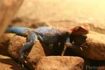 Kenyan rock agama