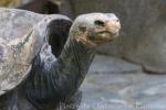 Duncan Island Giant Tortoise