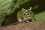 Rufous elephant-shrew