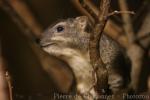 Yellow-spotted rock hyrax