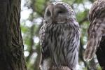 Ural owl