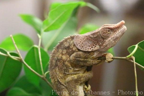 Blue-legged chameleon