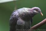 Metallic pigeon