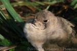 Collared pratincole