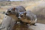 Yellow-spotted rock hyrax