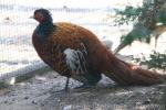 Ring-necked pheasant