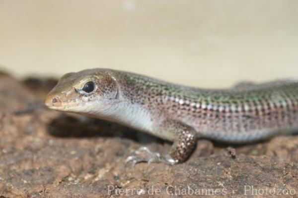 Green girdled lizard