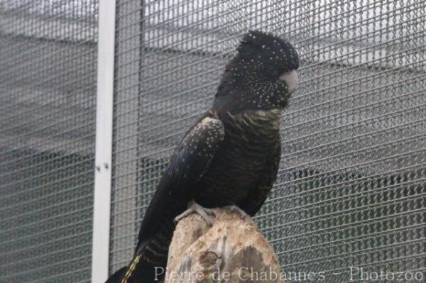 Red-tailed black-cockatoo