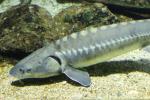 Adriatic sturgeon