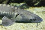 Adriatic sturgeon