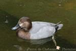 Common pochard