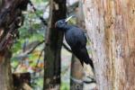 Black woodpecker